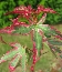 Klon palmowy (Acer palmatum) 